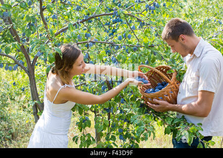 Jeune couple prunes cueillette sur le terrain lors d'une journée ensoleillée Banque D'Images