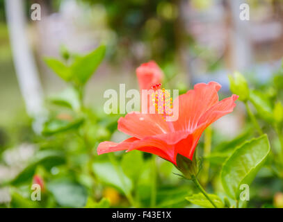 Fleur d'hibiscus dans jardin close up Banque D'Images