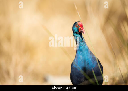 Western talève sultane (Porphyrio porphyrio) à l'Aufacada dans le Delta de l'Ebre Banque D'Images