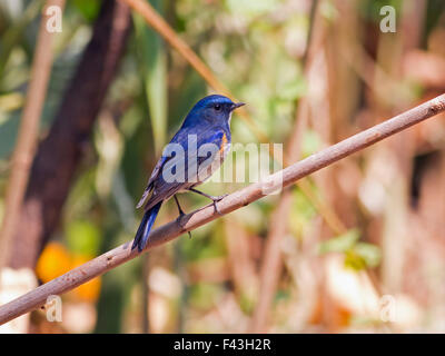 Un mâle, rouge-flanqué Bluetail perché sur une petite branche à proximité du sol forestier sur Doi Sanju dans le Nord de la Thaïlande Banque D'Images