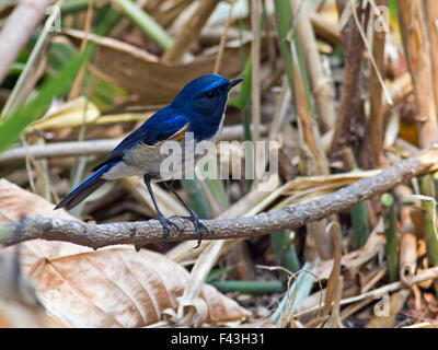 Un mâle, rouge-flanqué Bluetail perché sur une petite branche à proximité du sol forestier sur Doi Sanju dans le Nord de la Thaïlande Banque D'Images