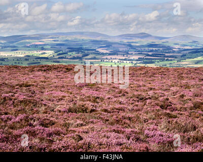 La lande de bruyère dans les collines Simonside avec Coquetdale au-delà près de Rothbury Angleterre Northumberland Banque D'Images