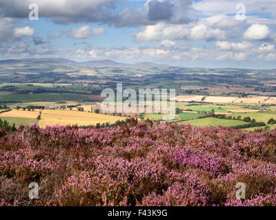 La lande de bruyère dans les collines Simonside avec Coquetdale et les Cheviots au-delà près de Rothbury Northumberland England Banque D'Images