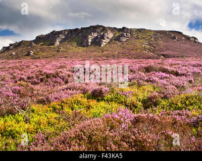 Simonside Hill et de lande de bruyère en été près de Rothbury Northumberland England Banque D'Images