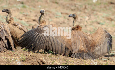 Vautour africain (Gyps africanus), South Luangwa National Park, États-Unis Banque D'Images