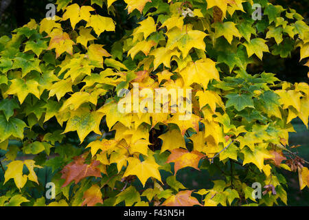 Acer cappadocicum rubrum. L'érable de Cappadoce rouge les feuilles des arbres en automne Banque D'Images