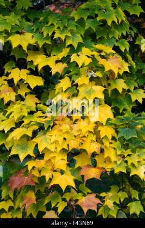 Acer cappadocicum rubrum. L'érable de Cappadoce rouge les feuilles des arbres en automne Banque D'Images