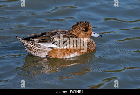 Canard d'femelle (Anas penelope/mareca penelope) Banque D'Images