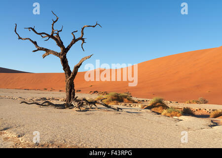 Dunes de sable rouge et arbres morts brûlée peu après le lever du soleil à Deadvlei, Sossusvlei, Namibie Banque D'Images