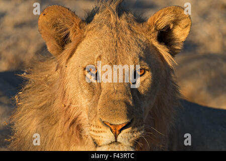 Les jeunes mâles agressifs lion regardant le photographe juste avant le coucher du soleil dans le parc national d'Etosha, Namibie Banque D'Images