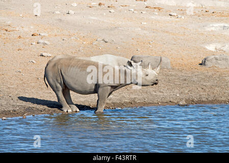 Le rhinocéros noir (Diceros bicornis) à un étang dans le parc national d'Etosha, Namibie Banque D'Images