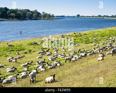 Elbe Randonnée à vélo, rive est de la rivière Elbe, plaine d'entre Dömitz et Havelberg, Brandenburg, Germany, Europe Banque D'Images