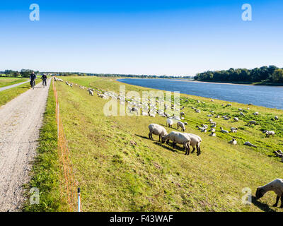 Elbe Randonnée à vélo, rive est de la rivière Elbe, plaine d'entre Dömitz et Havelberg, Brandenburg, Germany, Europe Banque D'Images