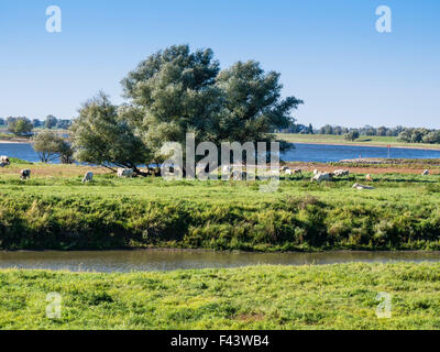 Elbe Randonnée à vélo, rive est de la rivière Elbe, plaine d'entre Dömitz et Havelberg, Brandenburg, Germany, Europe Banque D'Images