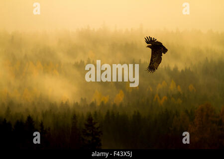 L'aigle des steppes (Aquila nipalensis) en vol à l'aube sur forêt brumeuse, République tchèque, Novembre Banque D'Images