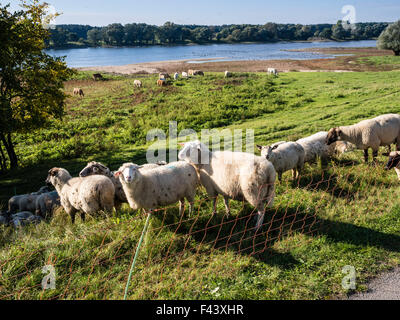 Elbe Randonnée à vélo, rive est de la rivière Elbe, plaine d'entre Dömitz et Havelberg, Brandenburg, Germany, Europe Banque D'Images