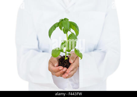 Scientist holding plant de basilic Banque D'Images