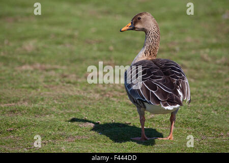 Bean goose (Anser fabilis). De la forme ou de la race connue sous le nom de taïga, bec jaune ou de l'Ouest (Anser fabilis fabilis). Banque D'Images