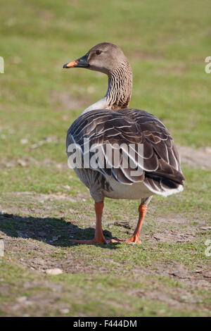 Bean goose (Anser fabilis). De la forme ou de la race connue sous le nom de taïga, bec jaune ou de l'Ouest (Anser fabilis fabilis). Banque D'Images