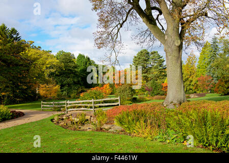 Harlow Carr, la Royal Horticultural Society's gardens, près de Harrogate, North Yorkshire, England UK Banque D'Images