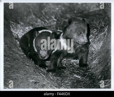 10 janvier 1974 - Bronx, N.Y. -- Le zoo du Bronx a deux oursons Kodiak explorer le secteur den qu'ils partagent avec leur mère, Cleo. Les oursons sont nés 10 févr.2 Cleo's premier. Ils perdront leurs cols blancs en vieillissant, l'évolution de l'uniforme de l'ours brun kodiak adultes. L'ours Kodiak, originaire de l'Alaska Kodiak Island, sont les plus gros carnivores et peut atteindre une longueur de 9 pieds. Mais une naissance, les oursons sont minuscules, sans poil et sans défense. Ne pesant que la livre, les nouveau-nés sont aveugles et les ours Kodiak incapable de beaucoup de coordination du mouvement. Zoo mammalogists prenez garde à ne pas déranger th Banque D'Images