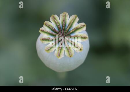 Gousse de graine de pavot, Papaver montrant la gélule (vue de dessus, gros plan. Banque D'Images
