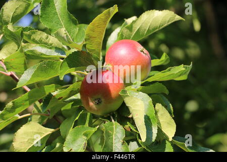 Deux découverte rouge maturation des pommes sur un pommier Banque D'Images