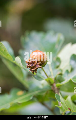 Quercus robur. Knopper des galles sur les fruits mûrs de l'acorn chêne commun Banque D'Images