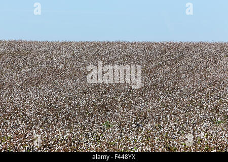 Les champs de coton blanc avec coton prêt pour la récolte mûre Banque D'Images