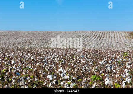 Les champs de coton blanc avec coton prêt pour la récolte mûre Banque D'Images