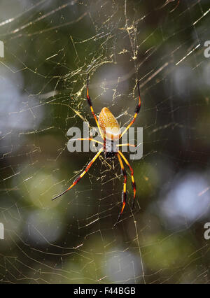 Un Golden silk-orb weaver est assis patiemment dans son site web. Banque D'Images