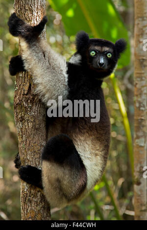 L'Indri (Indri Indri) portrait de l'habitat de forêt tropicale. Madagascar. Banque D'Images