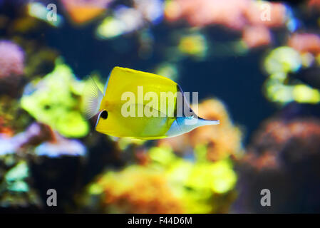 Poissons tropicaux près de coral reef Banque D'Images