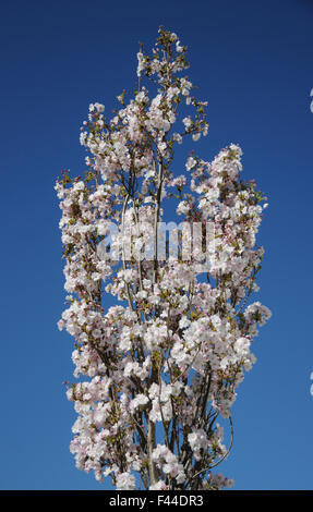 Fastigiate flowering cherry Banque D'Images