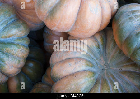 Les citrouilles de conte à la Berkeley bowl market à Berkeley, Californie. Banque D'Images