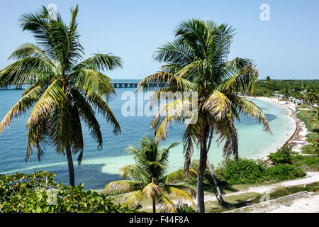 Florida Keys,autoroute route 1 Overseas Highway,Bahia Honda State Park,Key,Golfe du Mexique,palmiers,FL150510028 Banque D'Images