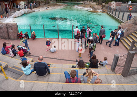 Les manchots de Humboldt (Spheniscus humboldti) piscine à la ZSL London Zoo, Londres Angleterre Royaume-Uni UK Banque D'Images