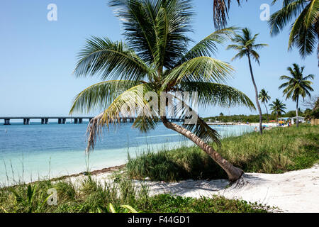 Florida Keys, autoroute route 1 Overseas Highway, Bahia Honda State Park, Key, plage, Golfe du Mexique, palmier, FL150510032 Banque D'Images