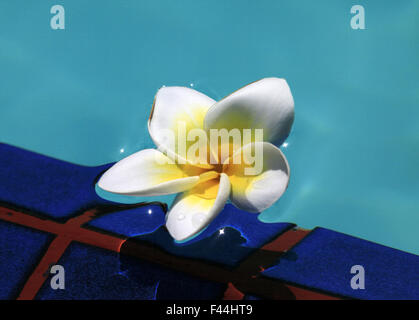 Fleur de frangipanier Banque D'Images