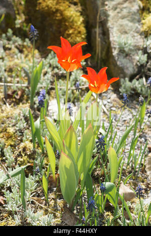 Vvedenskyi tulip Banque D'Images