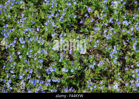 Germander speedwell- Banque D'Images