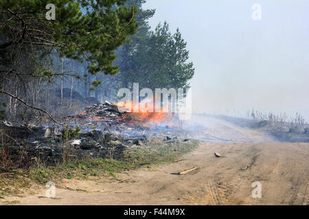 Incendie dans une forêt Banque D'Images