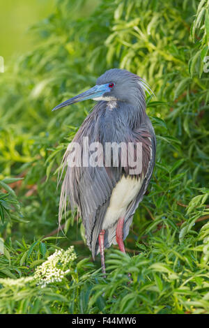 Aigrette tricolore en plumage nuptial dans la nature Banque D'Images