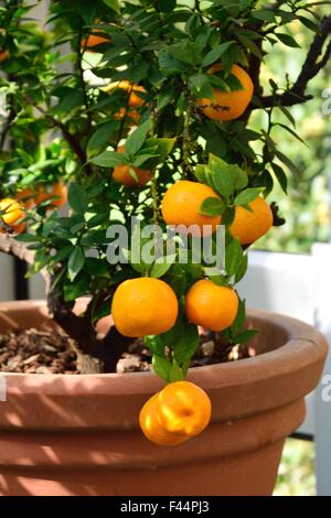 oranges en pot Banque D'Images