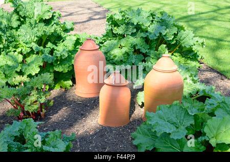 La rhubarbe et pots de forçage Banque D'Images