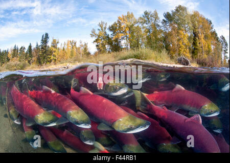 Un photo de groupe des saumons rouges (Oncorhynchus nerka) lutte contre la rivière lors de leur migration vers la rivière de leur naissance pour se reproduire, les arbres montrant couleurs automnales. Adams River, Colombie-Britannique, Canada, octobre. Pris sous licence, Banque D'Images