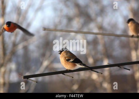 (Pyrrhula pyrrhula Eurasian Bullfinches) Banque D'Images