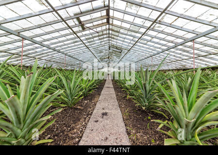 Les ananas frais de mieux en serre Banque D'Images