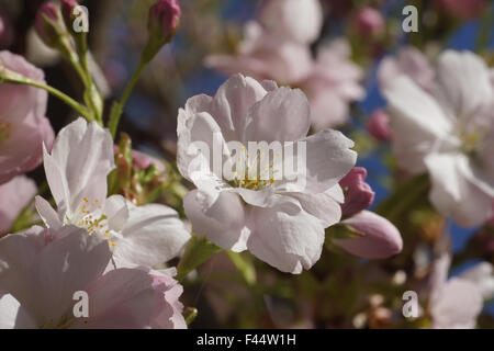 Fastigiate flowering cherry Banque D'Images