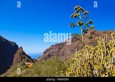 Célèbre canyon Masca à Tenerife - Canary Banque D'Images